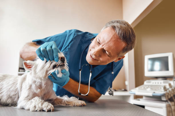 Best After-Hours Dental Trauma Care in Seven Points, TX